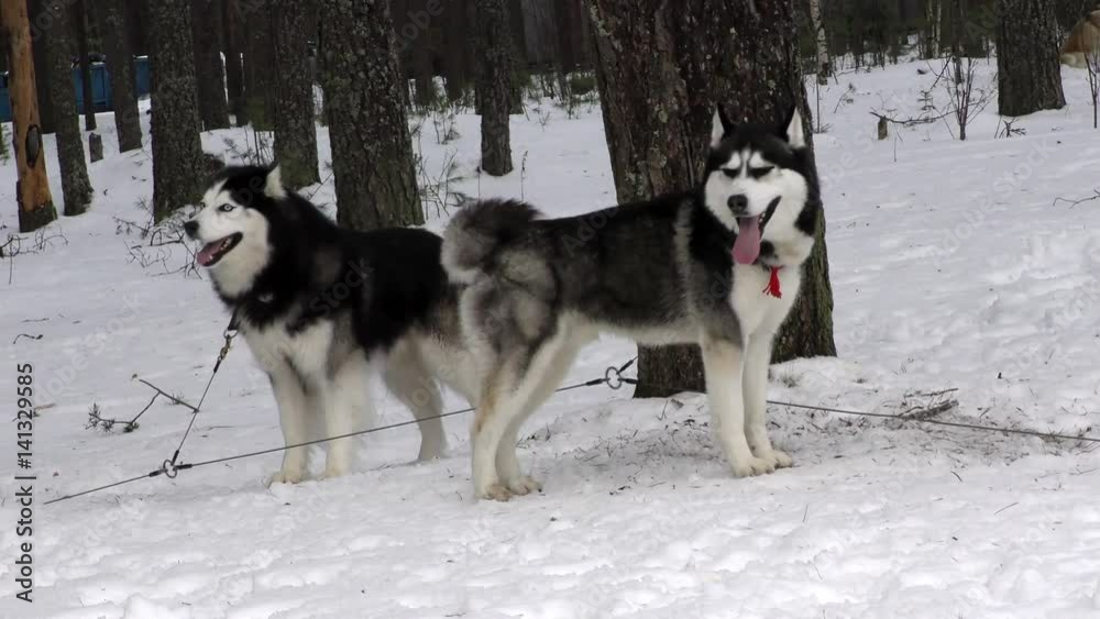 Sled Husky and malamute on the snow. Siberian Huskies sled dog waiting for the run. Sledding dogs on competition racing. Animal driven sleigh, lives of the in the North. Sled Husky and malamute on the snow. Siberian Huskies sled dog waiting for the run. Sledding dogs on competition racing. Animal driven sleigh, lives of the in the North.