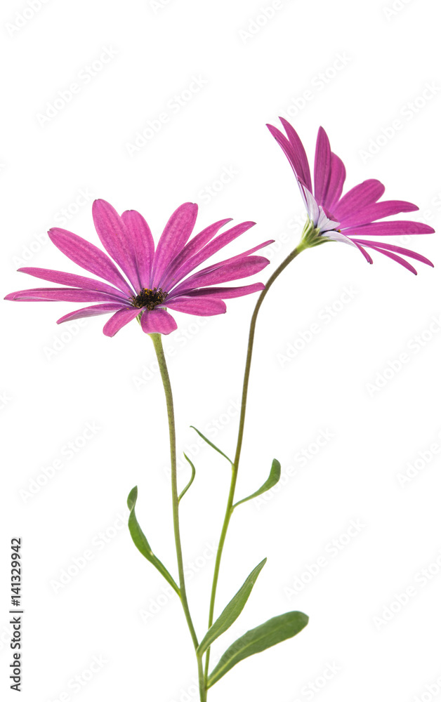 Osteosperumum Flower Daisy Isolated Osteosperumum Flower Daisy Isolated