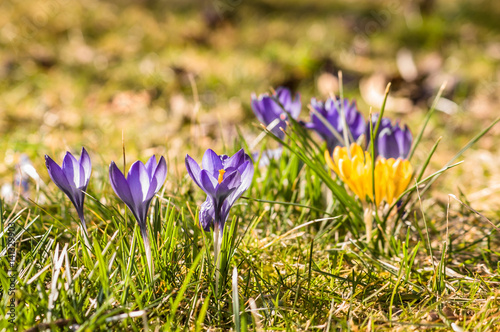 Crocus on meadow, spring flowers field