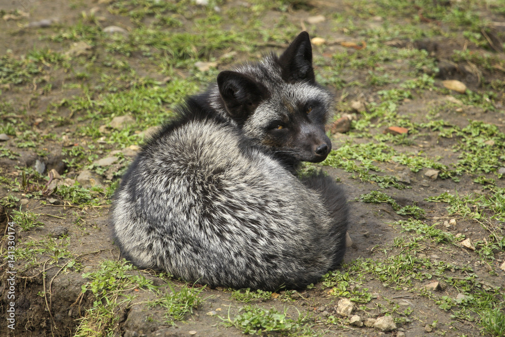 Naklejka premium Arctic fox lies on the ground