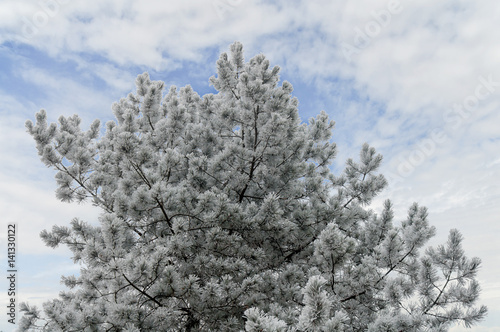 Close up of snow on big pine tree
