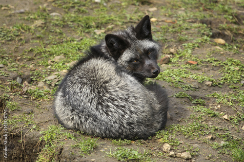 Arctic fox lies on the ground