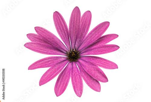 Osteosperumum Flower Daisy Isolated