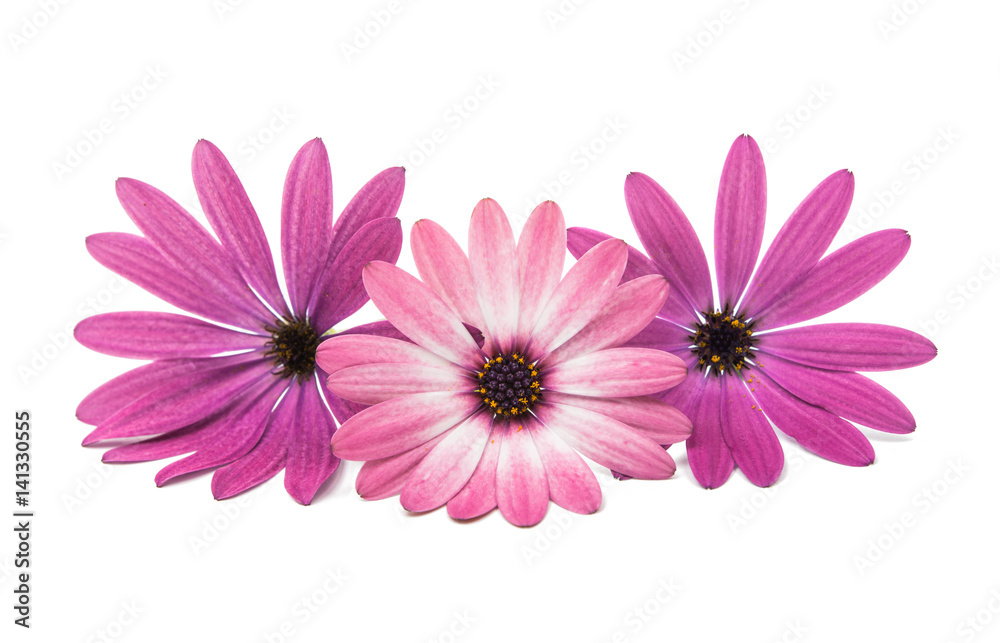 Osteosperumum Flower Daisy Isolated