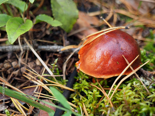 brown mossiness mushroom photo