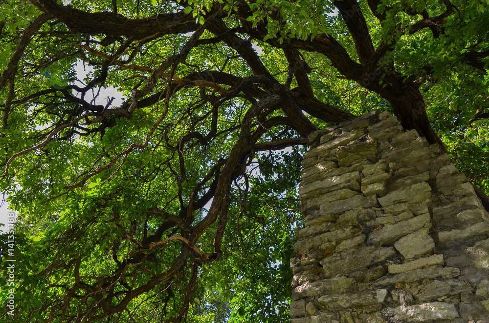 Fototapeta premium Forest tree with branches and green leaves growing against an old rustic brick wall. Saturated and vivid nature background for wallpaper or web design