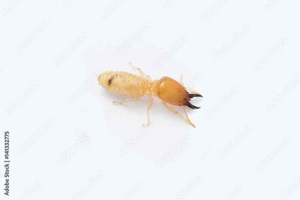 Obraz premium Termite and Termite mound on white background in Thailand and Southeast Asia.