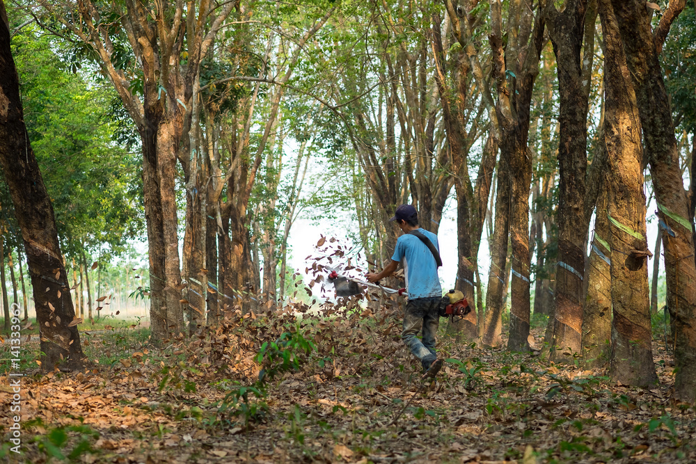 Farmer use machine to blow leaf to clean. Binh Phuoc, Viet Nam