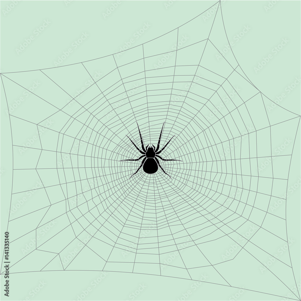 Obraz premium Spider and networks