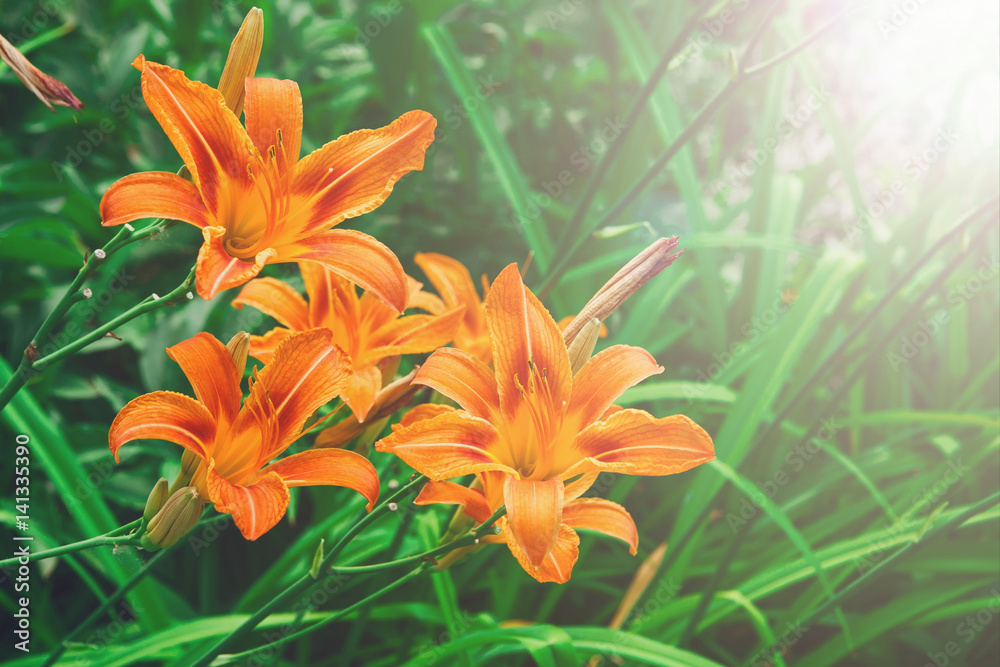 Beautiful orange lily flower background