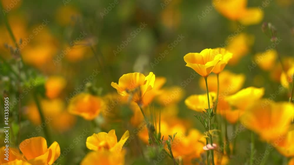 California Poppy 06 Wild Flowers Super Bloom Lake Elsinore California Poppy 06 Wild Flowers Super Bloom Lake Elsinore