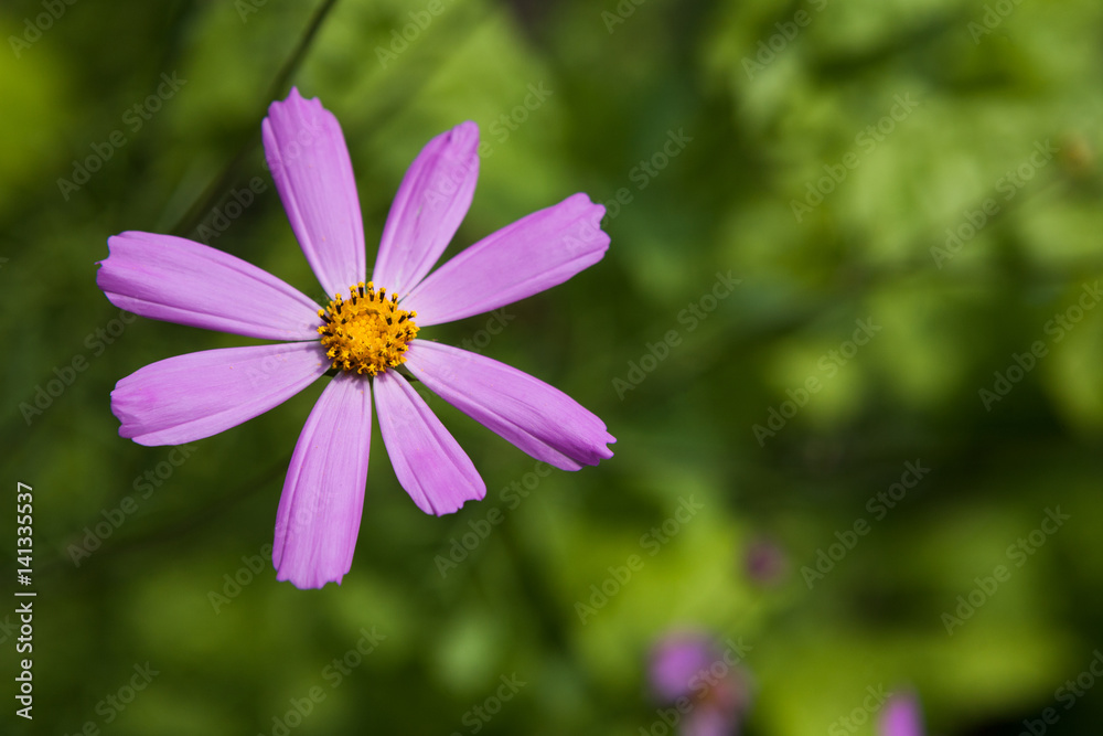 Fototapeta premium Mexican Aster pink flower or Garden Cosmos, closeup outdoors