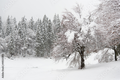 The silence of the forest during snowfall