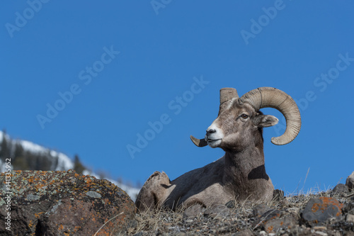 Bighorn sheep © Johannes Jensås