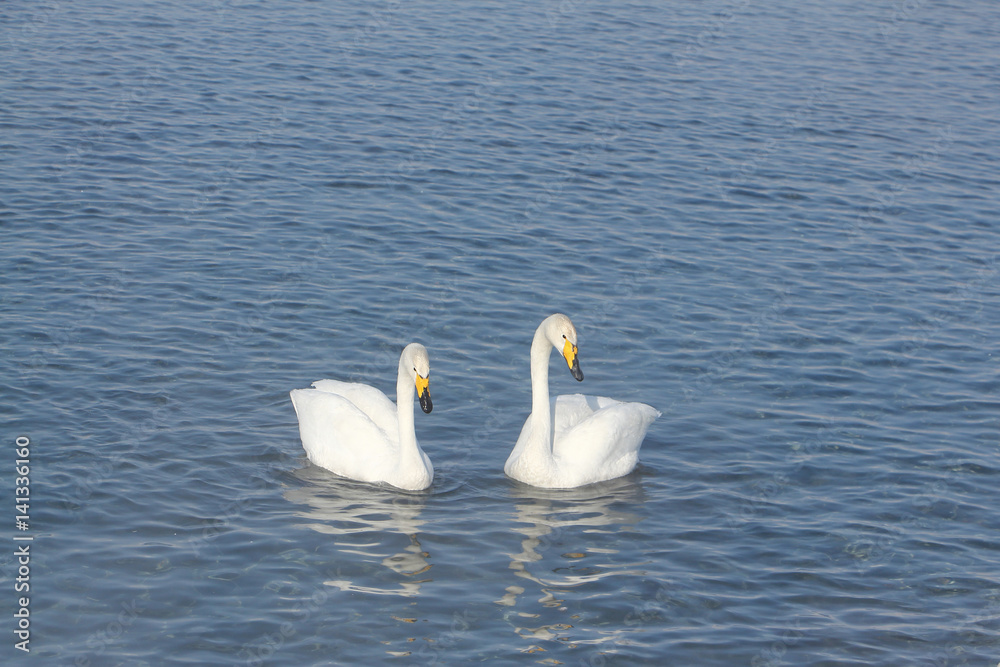 Whooper swans swimming in the lake, Altai, Russia Whooper swans swimming in the lake, Altai, Russia