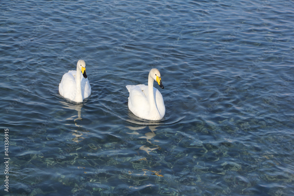 Whooper swans swimming in the lake, Altai, Russia Whooper swans swimming in the lake, Altai, Russia