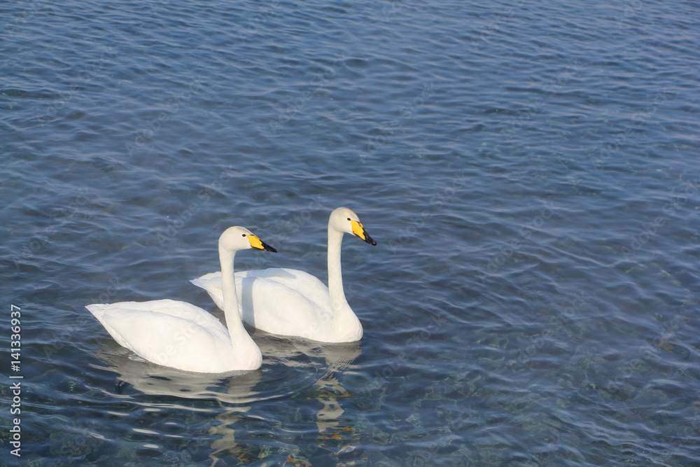 Whooper swans swimming in the lake, Altai, Russia Whooper swans swimming in the lake, Altai, Russia