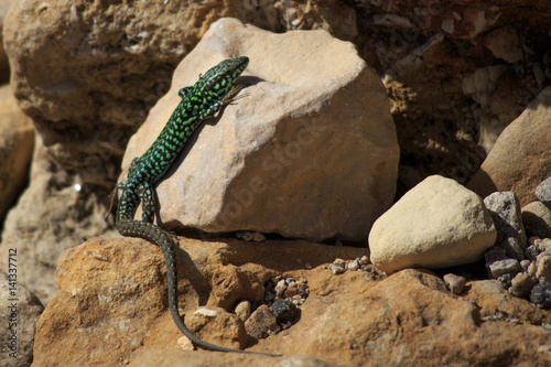 Podarcis filfolensis lizard photo