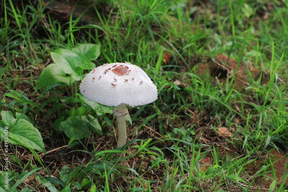 mushroom in nature beautiful on the floor grass select focus with shallow depth of field. mushroom in nature beautiful on the floor grass select focus with shallow depth of field.