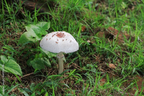 mushroom in nature beautiful on the floor grass select focus with shallow depth of field.