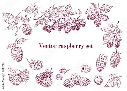 vector raspberry set. Can be use for background, design, invitation, banner, cover. Vintage hand drawn illustrations