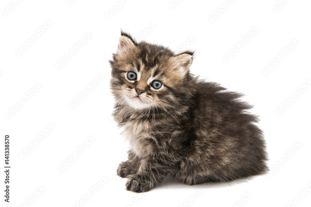 Obraz premium Little fluffy kitten isolated