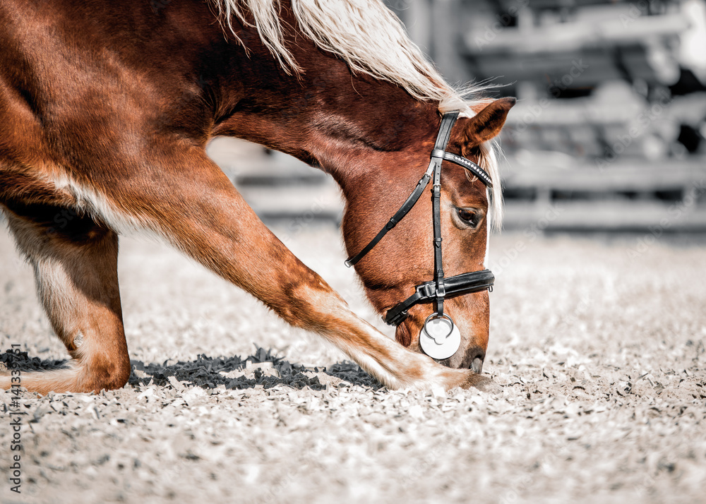 Obraz premium A red horse performs a nod for a portrait
