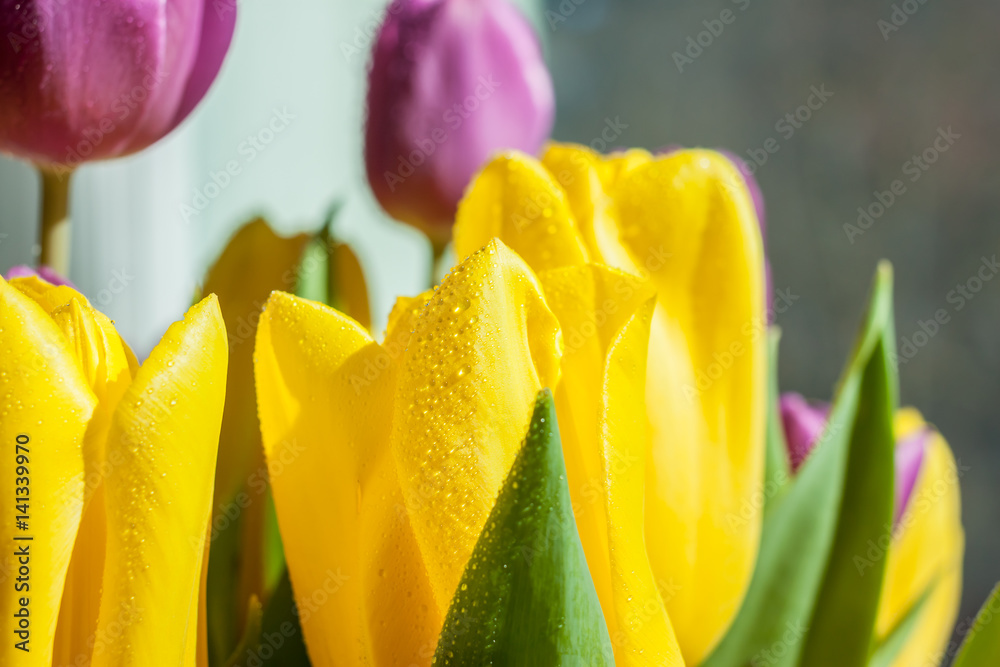 Naklejka premium beautiful yellow and violet spring tulips