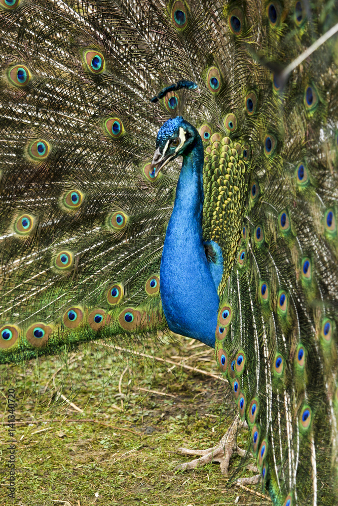 Naklejka premium Peafowl displaying its tail