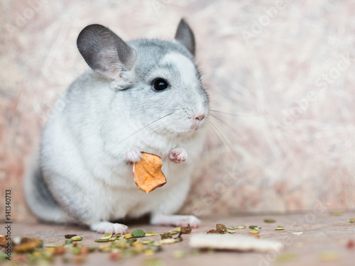Funny face domestic chinchilla holding food with arms photo