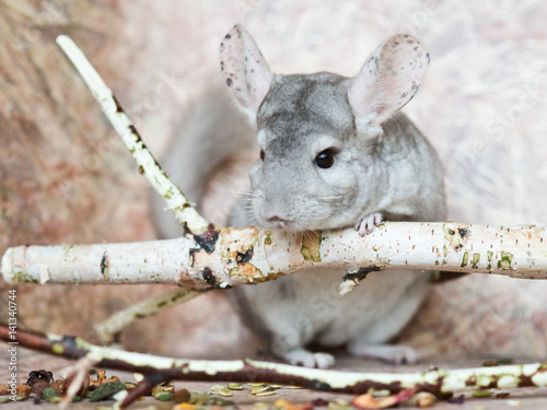 Bild auf Leinwand Beautiful domestic chinchilla sits leaning on branch