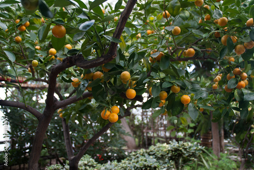  Mandarin orange
