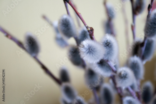 pussy willow branch on light background, side view, eastern mood