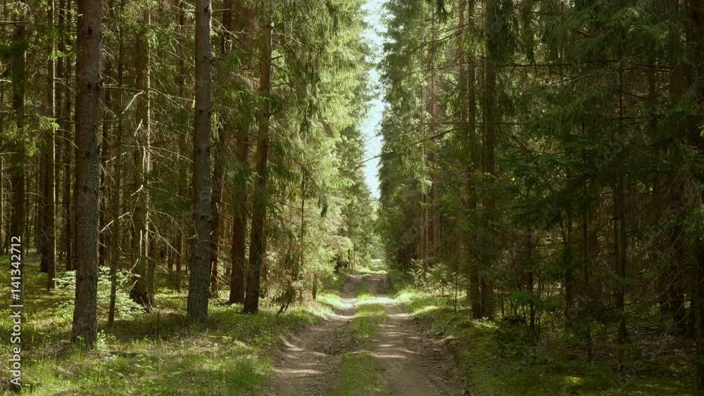Forest paths. Smooth, slow slider shot. Clean and bright daytime Forest paths. Smooth, slow slider shot. Clean and bright daytime