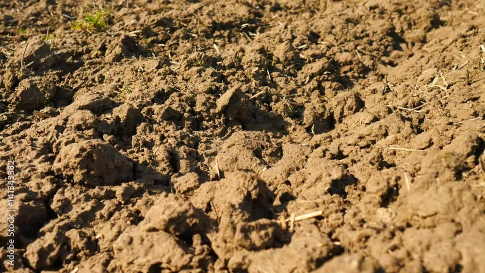 Camera moving over plowed wheat field. Spring field, moist brown soil full of humus, old rotten stalks of plants Camera moving over plowed wheat field. Spring field, moist brown soil full of humus, old rotten stalks of plants