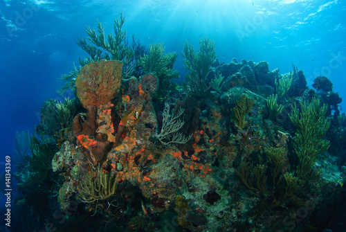 Sunlit rocky coral reef with spots of orange sponge