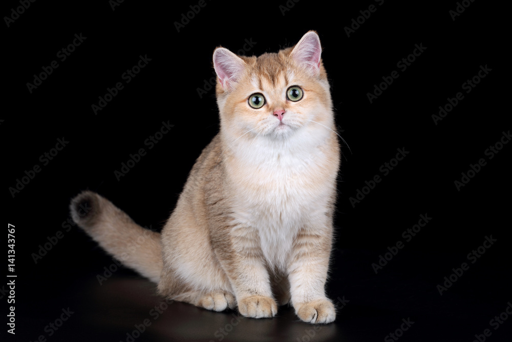 Beautiful British cat on a black background