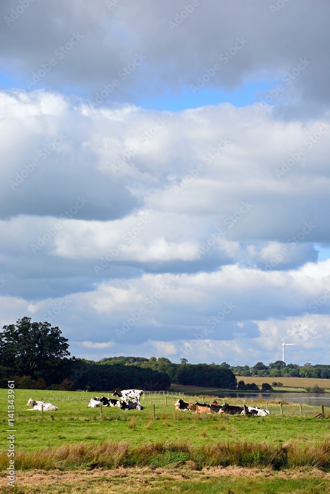 Herd of cows sitting in a field alongside Blithfield reservoir, Blithbury.