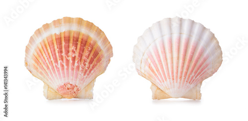 Scallop shells in a row.