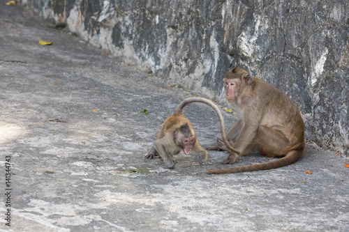 young monkey runs from mother
