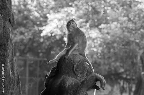 poseur monkey on a rock - black and white