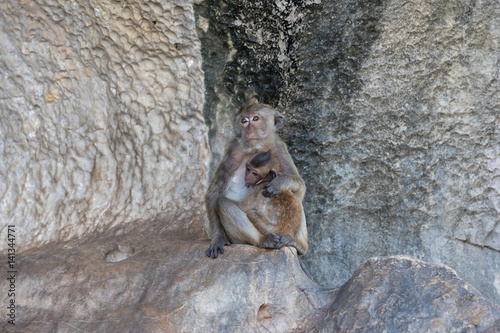 monkey mother with cub