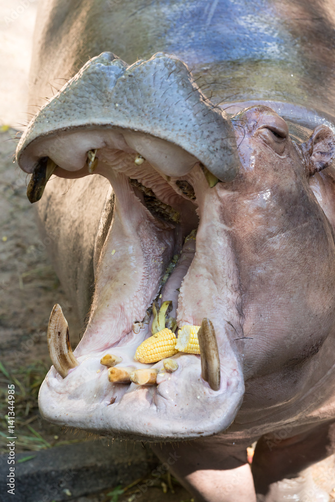 Hippo with open mouth Hippo with open mouth