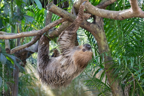 sloth on a background of foliage © neonnspb