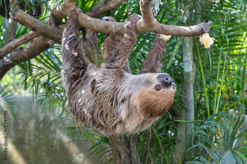 sloth looking for food photo