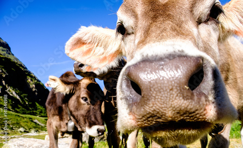 cows © fottoo