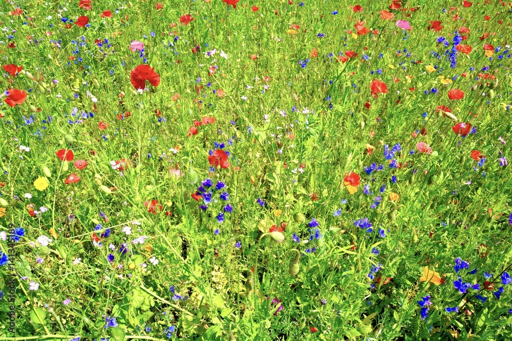 Fototapeta premium Blumenwiese im Sommer - Grußkarte - Wildblumen