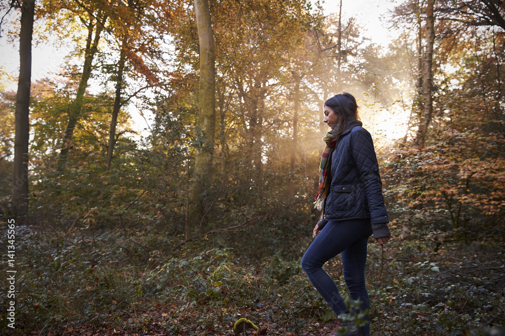 Woman Walks In Autumn Forest With Sun Shining Through Trees Woman Walks In Autumn Forest With Sun Shining Through Trees