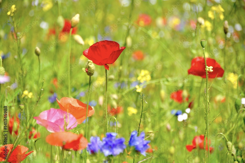 Blumenwiese im Sommer - Grußkarte - Wildblumen Stock Photo | Adobe Stock