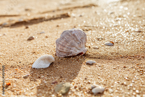 Shell Rapana venosa © Gennadiy Iotkovskiy